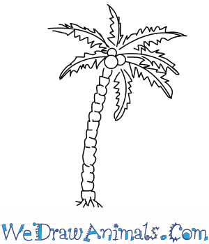 300x350 how to draw a coconut palm tree - Coconut Drawing