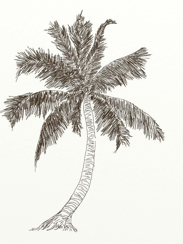 600x800 how to draw coconut tree art drawing in drawings, palm - Coconut Drawing