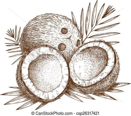 450x398 illustration of coconut vector engraving illustration of highly - Coconut Drawing