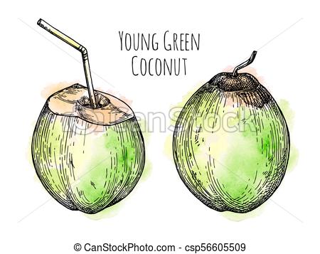 450x357 ink sketch of young green coconut young green coconuts retro - Coconut Drawing