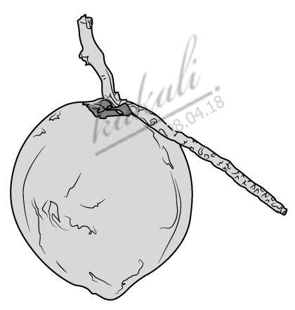 420x440 vector green coconut draw with adobe illustrator original piece - Coconut Drawing