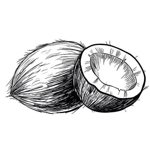 Coconut Drawing at Explore collection of Coconut