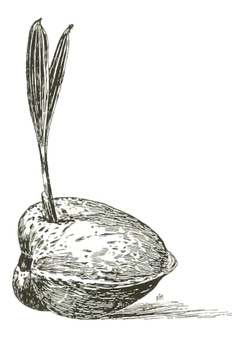 474x711 coconut seedling drawing - Coconut Drawing