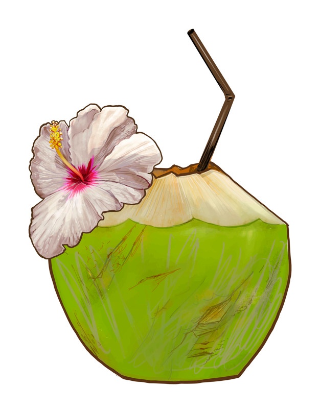 626x809 coconut vectors, photos and free download - Coconut Drawing