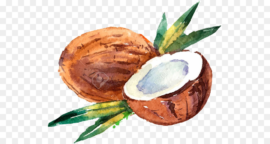 900x480 coconut milk coconut water drawing watercolor painting - Coconut Drawing