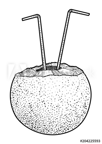 354x500 coconut with straw illustration, drawing, engraving, ink, line art - Coconut Line Drawing
