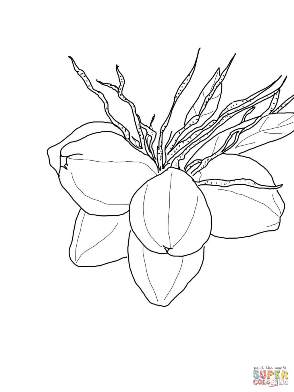 1024x1365 Coloring Pages Coconute Coloring - Coconut Line Drawing