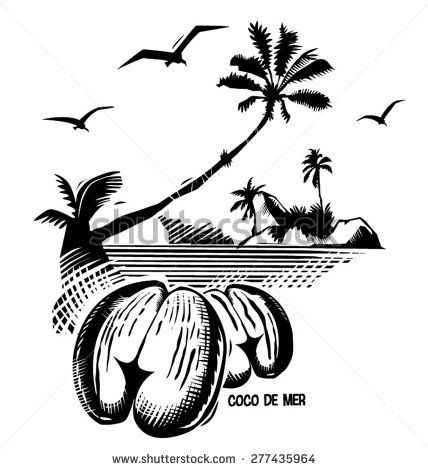 428x470 Digital Engraving - Coconut Line Drawing