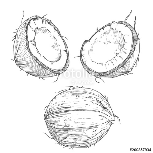 500x500 hand drawn coconut, vintage ink etching food illustration, cut - Coconut Line Drawing