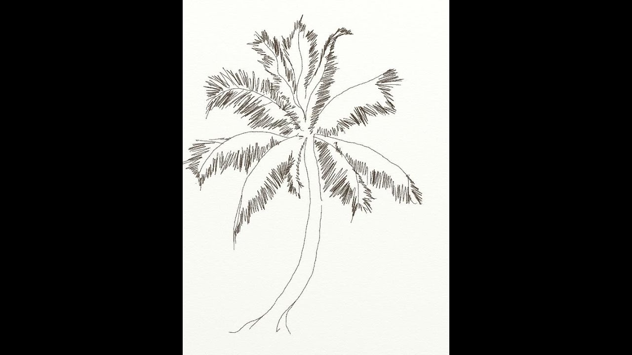 1280x720 Huge Collection Of 'line Drawing Of A Palm Tree' Download More - Coconut Line Drawing