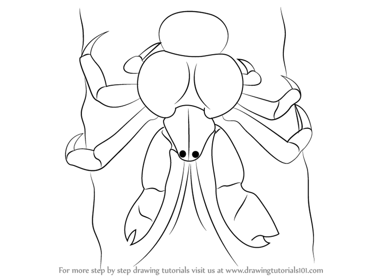 800x566 Learn How To Draw A Coconut Crab - Coconut Line Drawing