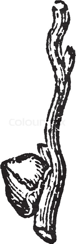 252x800 the coconut flower on a branch of tree portion mature flower - Coconut Line Drawing
