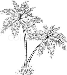 285x320 Great Sketch Of Palm Trees Beach Illustrations And Photography - Coconut Line Drawing