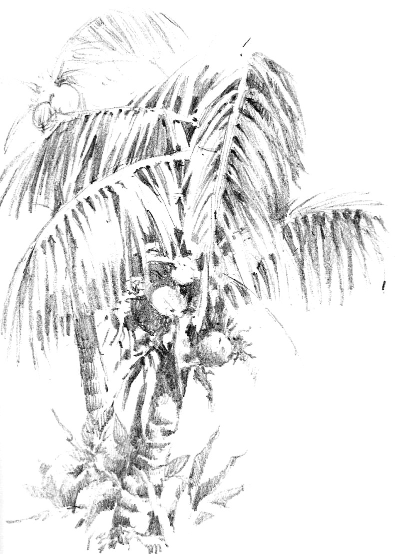 799x1109 coconut line drawing at getdrawings com free for personal use avec - Coconut Line Drawing