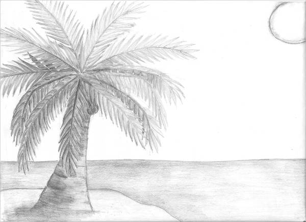 Coconut Palm Tree Drawing At Paintingvalley Com Explore