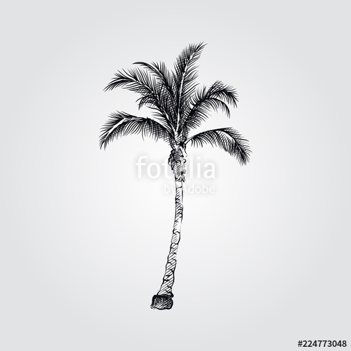 500x500 Hand Drawn Coconut Palm Tree Sketch Symbol Isolated On White - Coconut Palm Tree Drawing