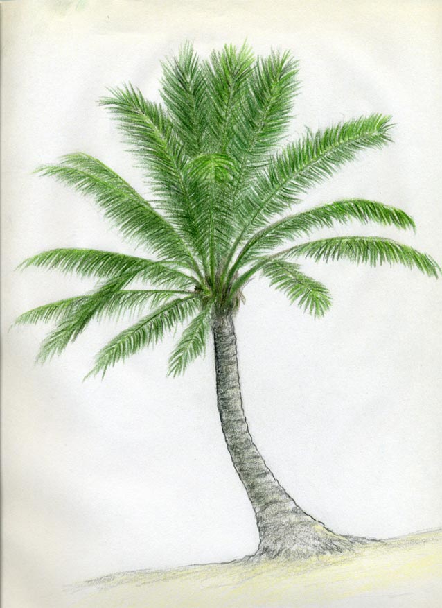 638x877 How To Draw Palm Trees - Coconut Palm Tree Drawing