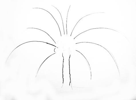475x350 How To Draw A Coconut Palm Tree - Coconut Palm Tree Drawing
