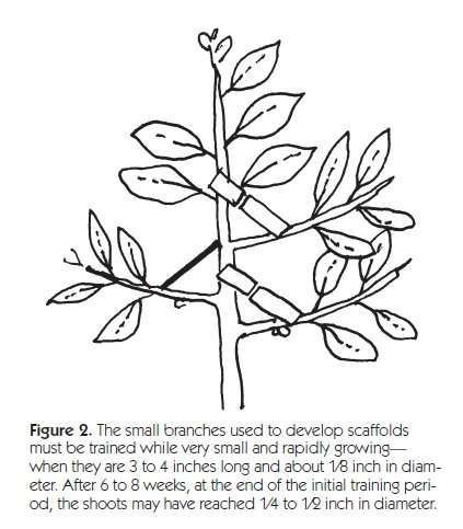 423x483 Coconut Palm Tree Coloring - Coconut Palm Tree Drawing