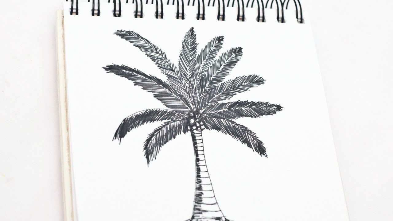 1280x720 Easily Draw A Realistic Coconut Tree - Coconut Tree Drawing