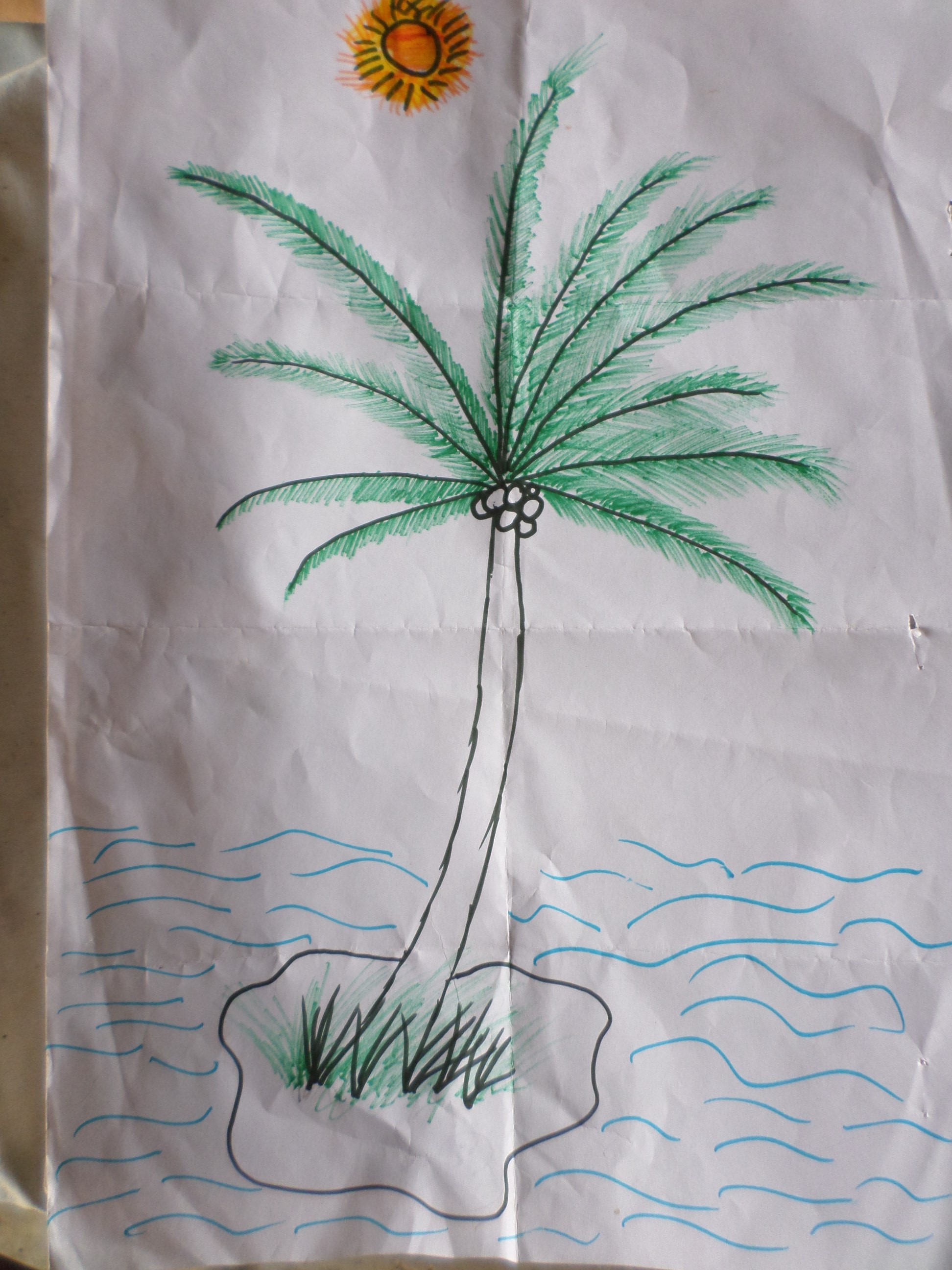1944x2592 free stock photo of coconut, coconut tree, drawing - Coconut Tree Drawing