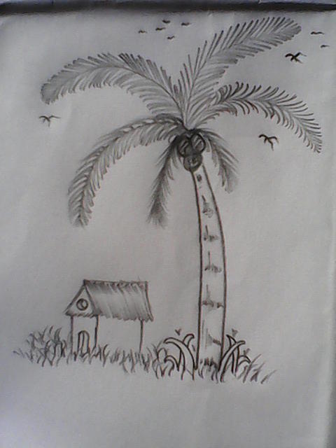 480x640 House And Coconut Tree Drawing - Coconut Tree Drawing