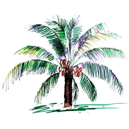 495x495 How To Draw A Coconut Palm Tree - Coconut Tree Drawing