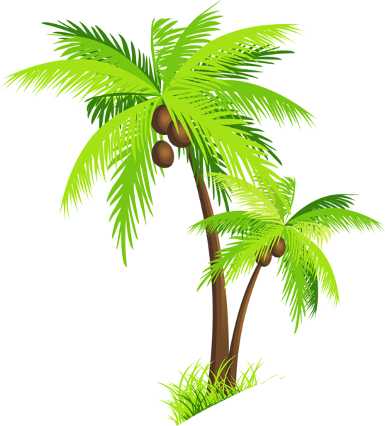 543x600 Palm Drawing Coconut Tree Huge Freebie! Download For Powerpoint - Coconut Tree Drawing