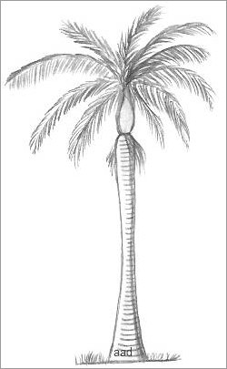 250x405 Palm Tree Drawings - Coconut Tree Drawing