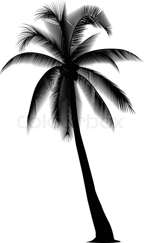 474x800 Silhouetted Coconut Tree On The White Stock Vector Colourbox - Coconut Tree Drawing