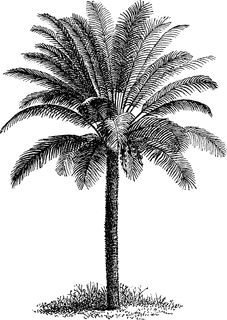 227x320 Learn How To Draw Coconut Tree With Pencil Step - Coconut Tree Drawing