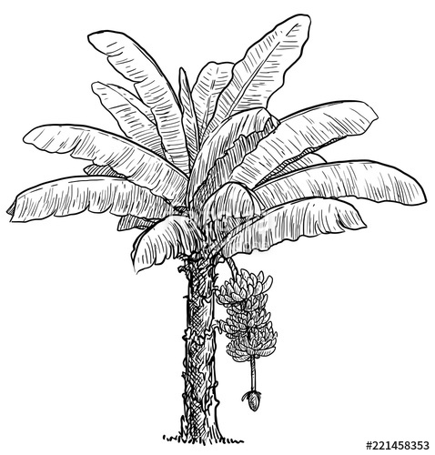 Coconut Tree Line Drawing at PaintingValley.com | Explore collection of ...