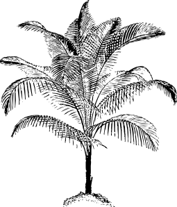 255x298 Miniature Coconut Palm Clip Art - Coconut Tree Line Drawing