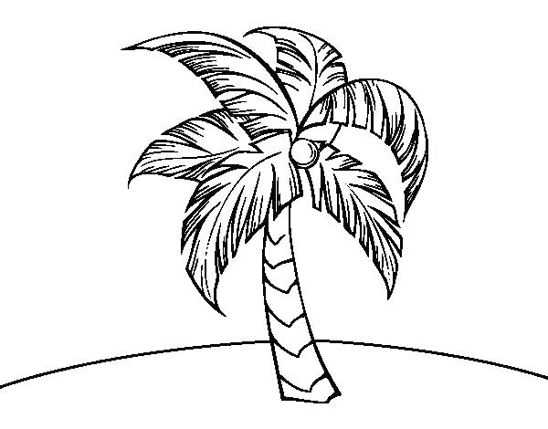 600x470 Palm Tree Coloring - Coconut Tree Line Drawing