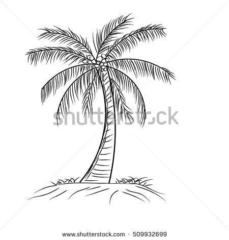 450x470 Palm Tree Outline Palm Tree Coconut Leaves Hand Drawn Image - Coconut Tree Line Drawing