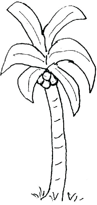 333x702 Coconut Tree Coloring Page - Coconut Tree Line Drawing