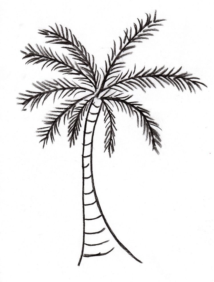 Coconut Tree Line Drawing at Explore collection of