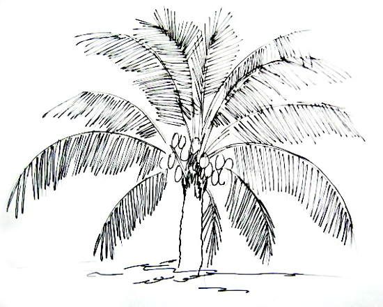 550x440 collection of 'coconut palm tree drawing' download more than - Coconut Tree Pictures Drawing