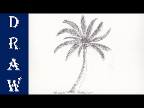 480x360 how to draw a coconut tree - Coconut Tree Pictures Drawing