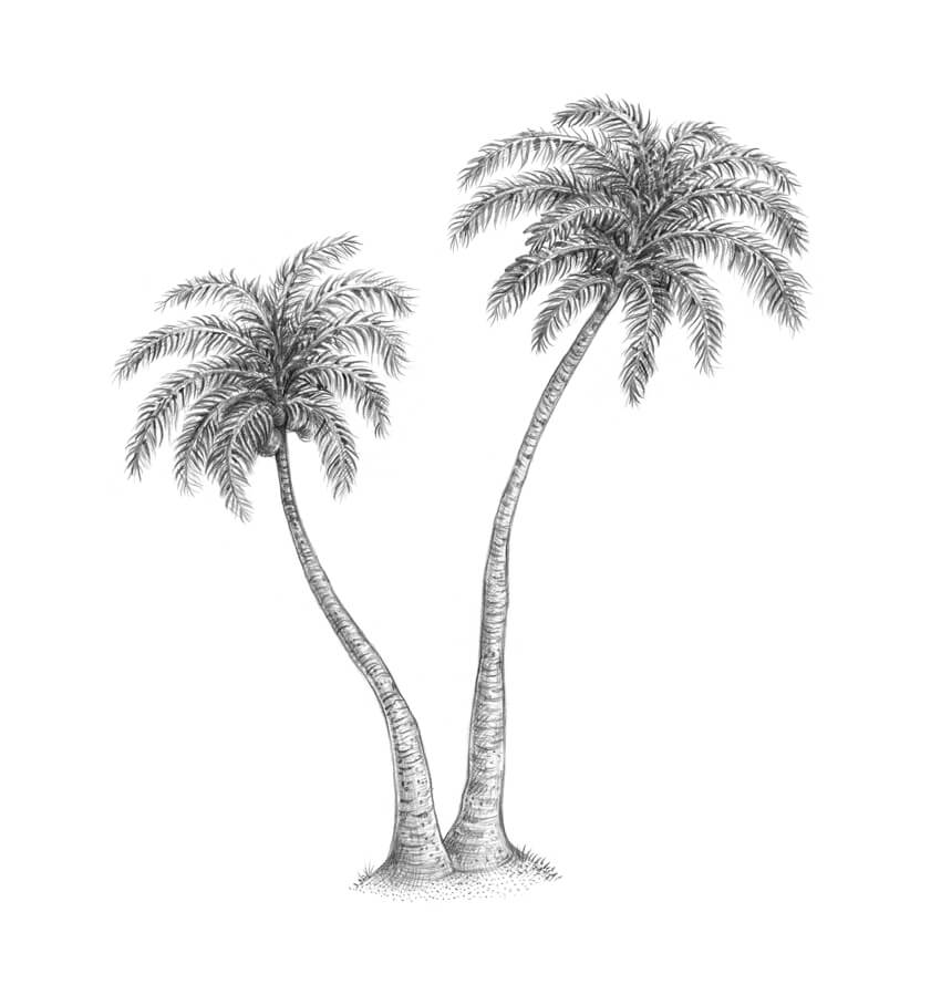 850x899 How To Draw A Palm Tree - Coconut Tree Pictures Drawing