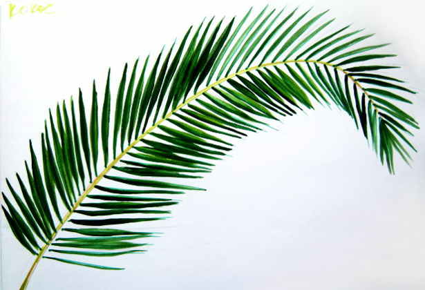 615x420 how to draw a coconut palm tree - Coconut Tree Pictures Drawing
