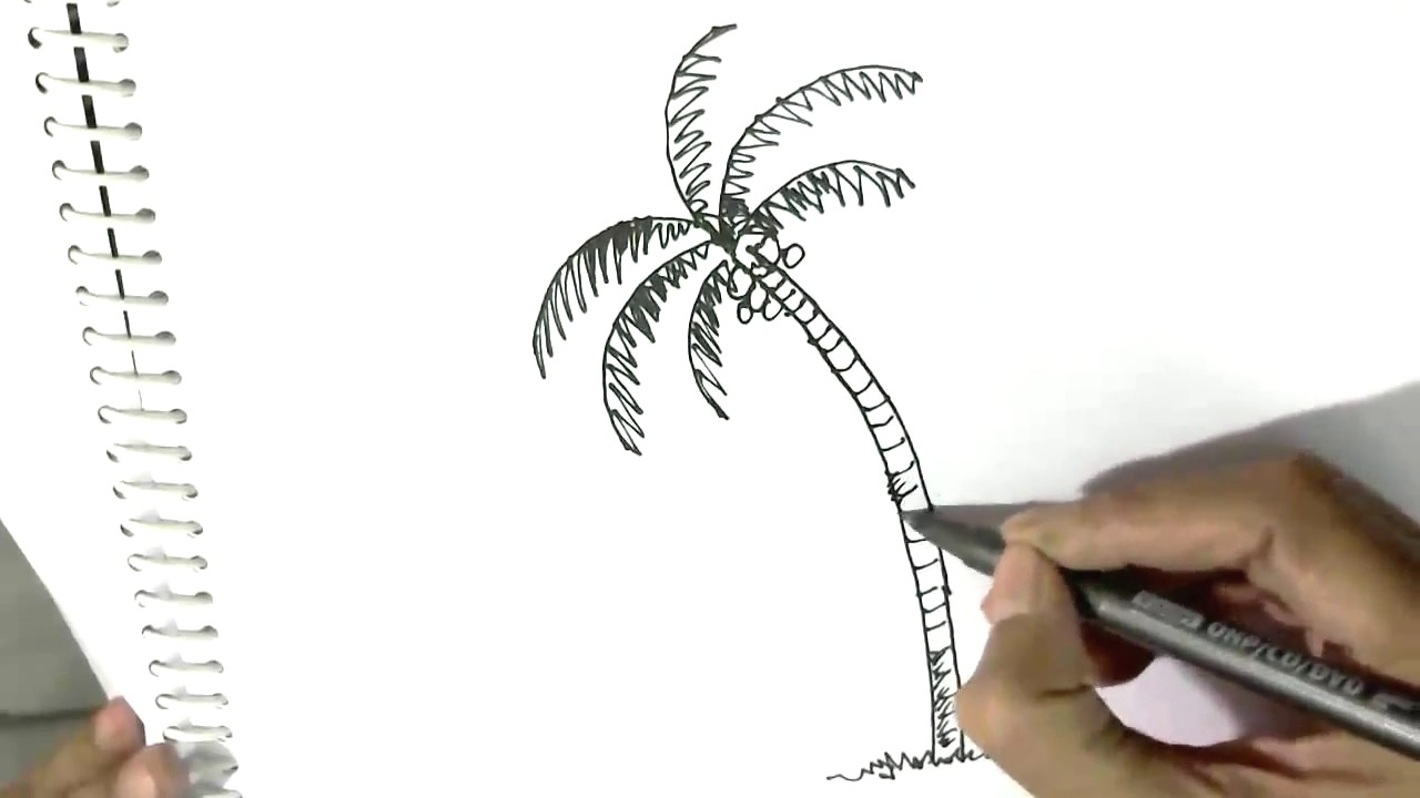 1280x720 palm tree cartoon drawing cartoon coconut tree stock vector image - Coconut Tree Pictures Drawing