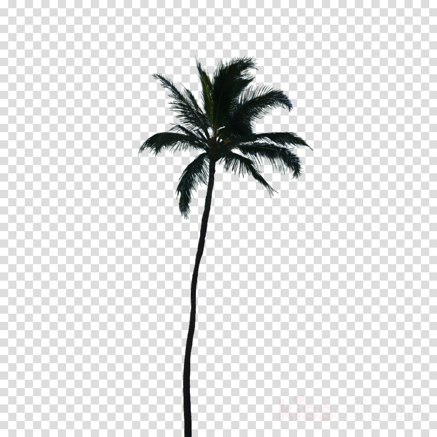 900x900 coconut, tree, drawing, transparent png image clipart free download - Coconut Tree Pictures Drawing