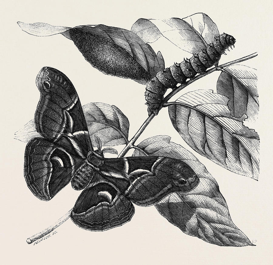 900x874 new silkworm moth saturnia cynthia caterpillar and cocoon - Cocoon Drawing