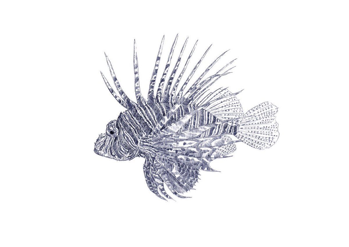 1200x849 Ben Rothery On Twitter Day - Cod Drawing