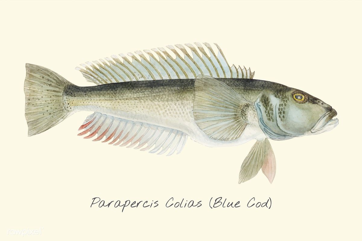 1200x800 Drawing Of A Blue Cod Premium Image - Cod Drawing
