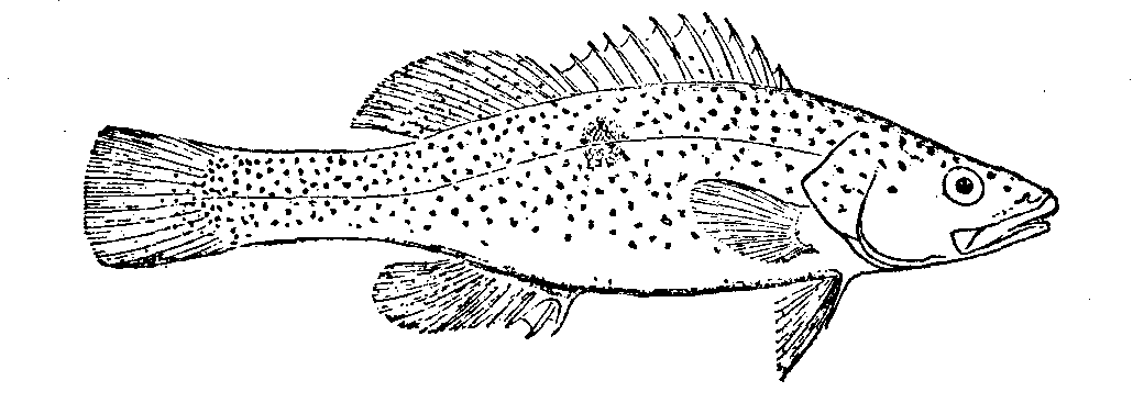 1030x367 Filemurray Cod - Cod Drawing