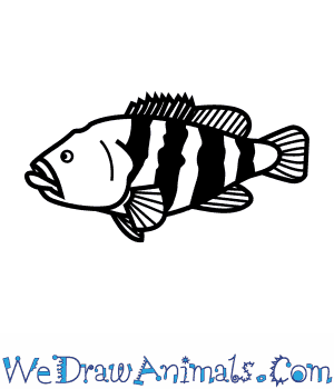 300x350 How To Draw A Black Cod - Cod Drawing