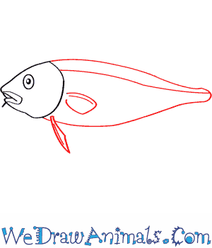 300x350 How To Draw An Atlantic Cod - Cod Drawing