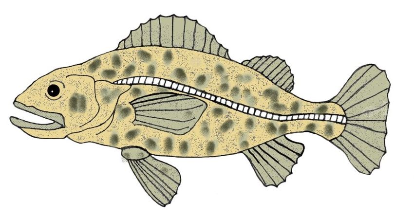 850x448 Rock Cod Decorative Arts, Digital Art Computer Art, Drawings - Cod Drawing